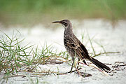 Picture 'Eq1_21_03 Mockingbird, Galapagos, Espanola, Gardner Bay'